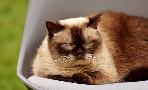 brown and white cat lying close-up photo thumbnail
