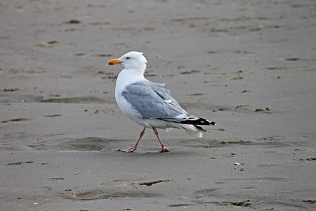 white and gray seagull thumbnail