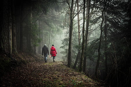 two people walked pathway between tall trees thumbnail