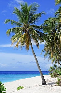 photo of green coconut tree on seashore thumbnail