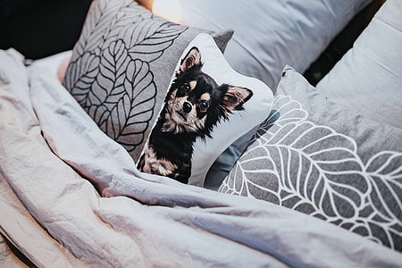 Collection of grey and white pillows thumbnail