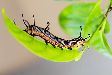 black and white Queen caterpillar thumbnail