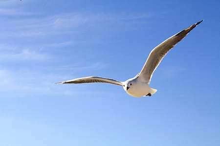 black-billed gull flying at daytime thumbnail