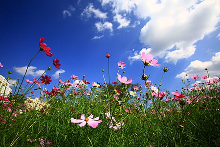 bed of daisy flowers thumbnail