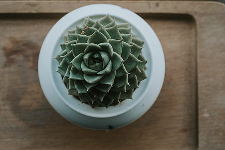 top view of green succulent plant thumbnail