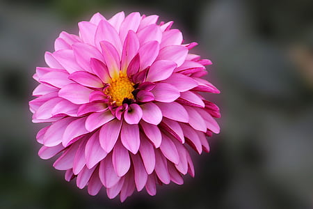close-up photo of pink petaled flowers thumbnail