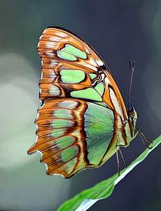 green, brown, and black butterfly on top of green leaf during daytime thumbnail