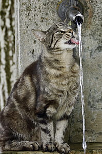 brown tabby cat thumbnail