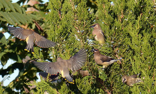 brown bird thumbnail