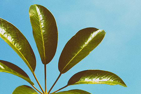 green leaf plants during daytime thumbnail