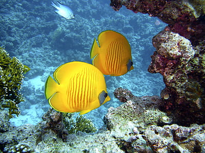 two yellow fish thumbnail