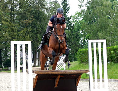equestrian riding horse thumbnail