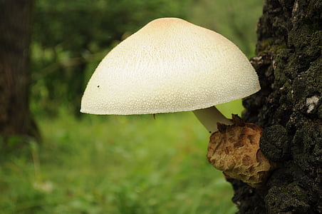 white mushroom thumbnail