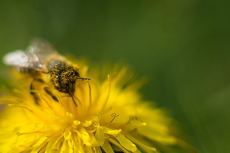 selective focus photography of honey bee perched in yellow petaled flower thumbnail