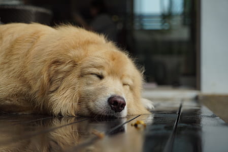 medium-coated tan dog lying on floor thumbnail