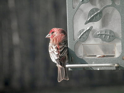red and grey robin bird thumbnail