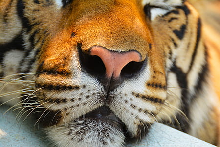 close-up photo of tiger thumbnail