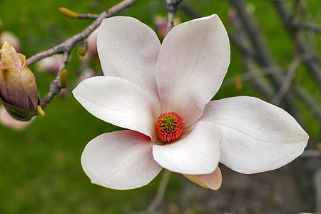 white flower thumbnail
