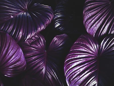 purple leaves with black background thumbnail