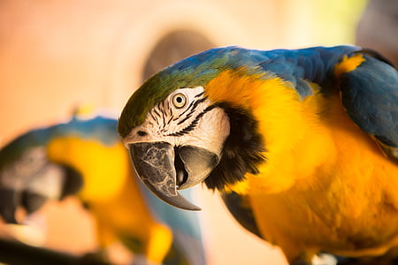 orange and blue bird thumbnail