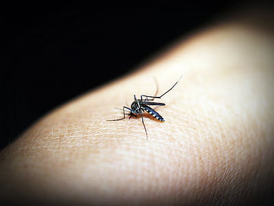 macro photo of mosquito thumbnail