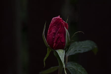red rose thumbnail