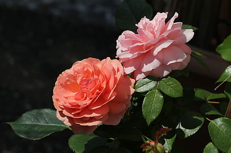 pink and orange flower thumbnail