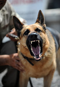 photo of adult German shepherd barking thumbnail