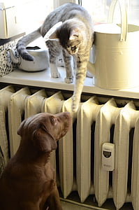 black tabby cat above table beside watering can thumbnail