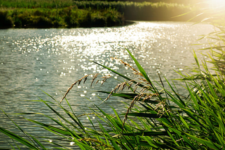 landscape photography of green leaves near ocean during daytime thumbnail