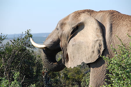 elephant near trees photograph thumbnail