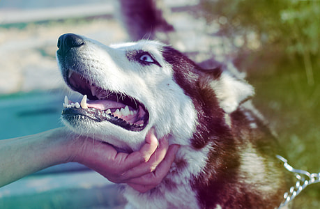 person holding Siberian husky on chin thumbnail