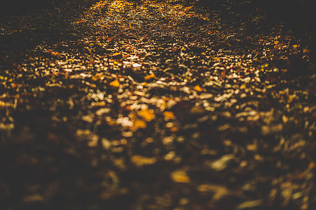 Forest Floor Leaves Autumn thumbnail
