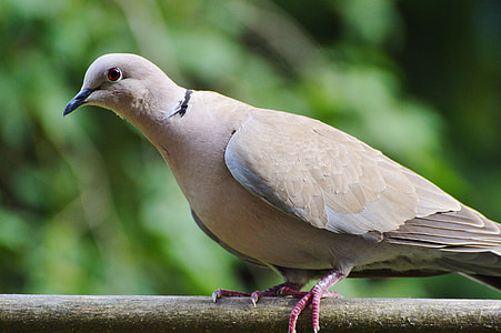 close-up photography of Eurasian collared dove thumbnail