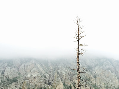 brown tree background of mountain under cloudy sky thumbnail