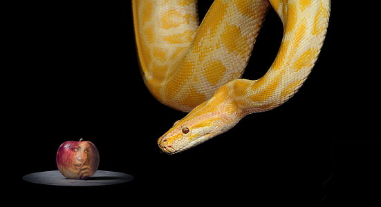 orange snake and red apple fruit thumbnail