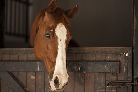 white and brown horse inside wooden stable thumbnail
