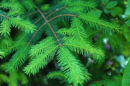 selective focus photography of fern plant at daytime thumbnail