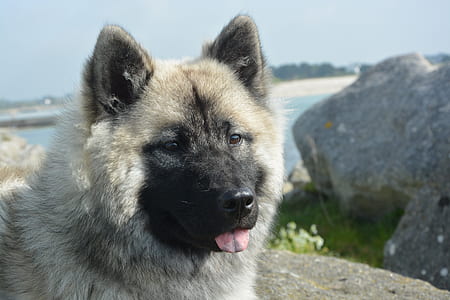 Norwegian Elkhound puppy selective focus photography thumbnail
