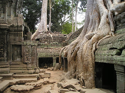 brown tree trunk on grey stone structure thumbnail