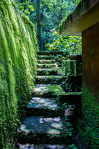 gray concrete steps surrounded by green plants and trees thumbnail