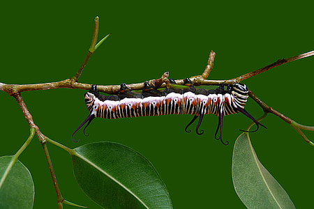 close-up photography of white and brown caterpillar perched on tree thumbnail