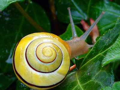closeup photo of yellow snail on green leaf thumbnail