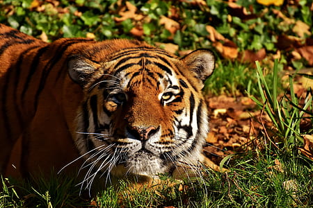 brown tiger lying on green grass thumbnail