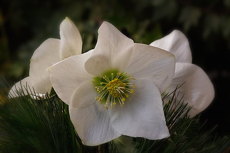 close up photography of white lenten rose flower thumbnail
