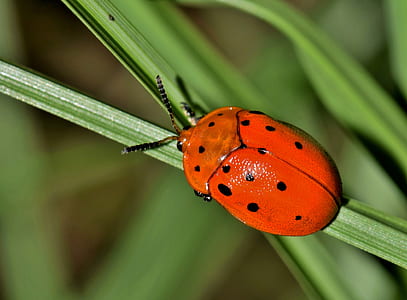 close-up photography of red beetle perching on grass thumbnail