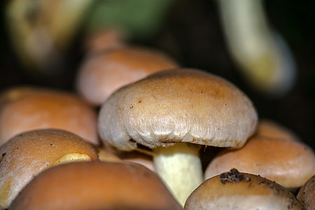 Mushroom, Autumn thumbnail