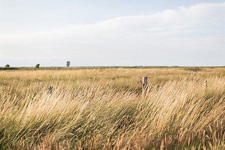 brown grass field thumbnail
