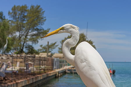 white great egret thumbnail