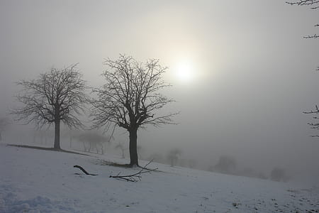 leafless trees during winter at sunrise thumbnail